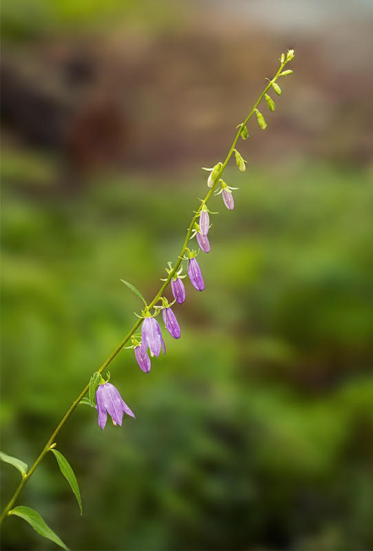 Bluebell Bellflower - Campanula rotundifolia L 2202.jpg :: Bluebell Bellflower, Bluebell Of Scotland, Bluebell, Harebell, Witches' Thimble - Campanula rotundifolia L., Catoctin Mountain Park, Frederick County, Maryland