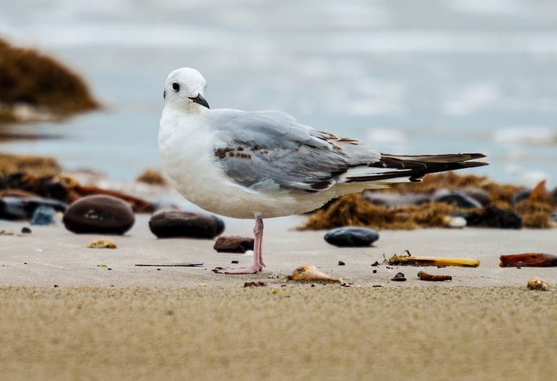 Bonapartes Gull 2301.jpg