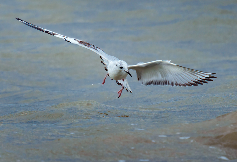 Bonapartes Gull 2302.jpg