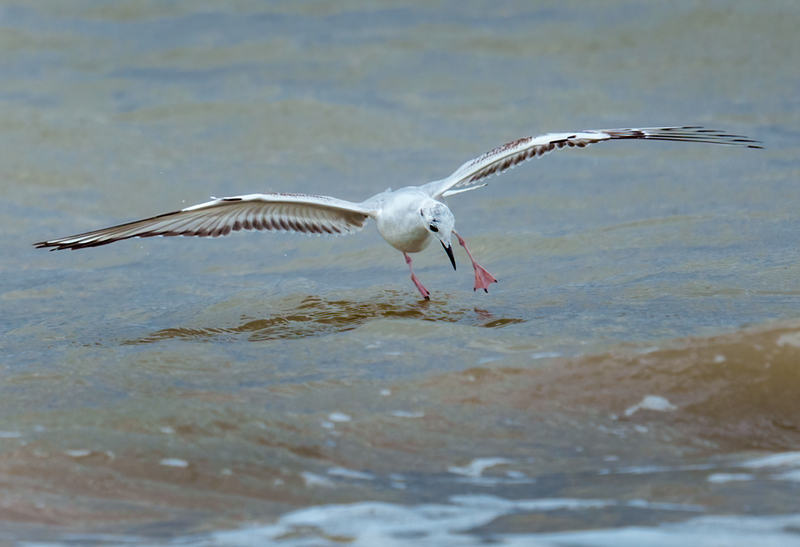 Bonapartes Gull 2303.jpg