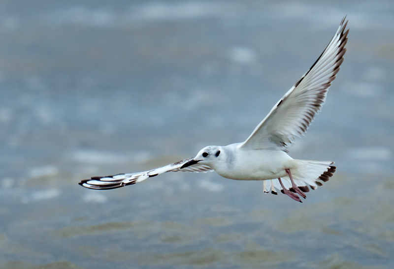Bonapartes Gull 2304.jpg