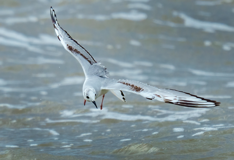 Bonapartes Gull 2305.jpg