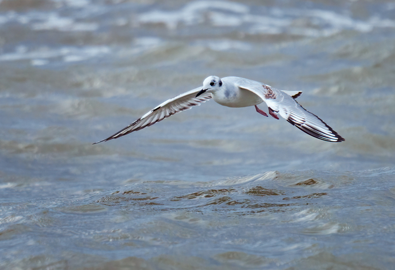 Bonapartes Gull 2306.jpg
