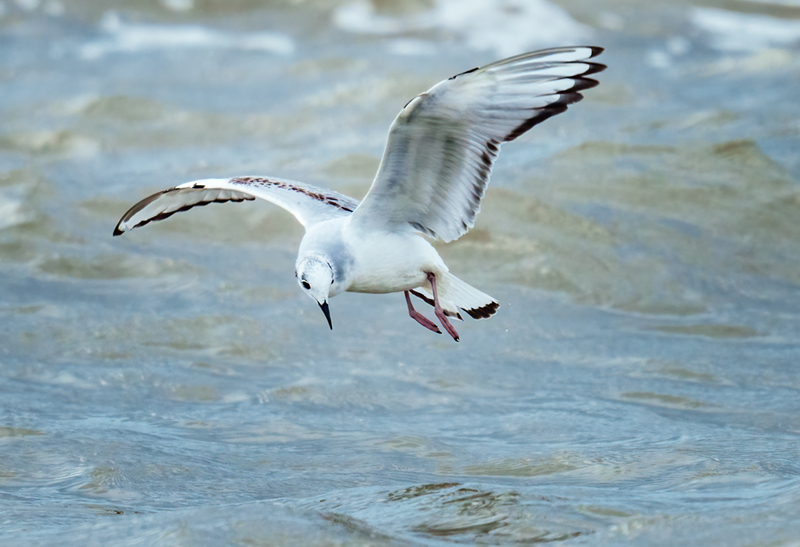 Bonapartes Gull 2307.jpg