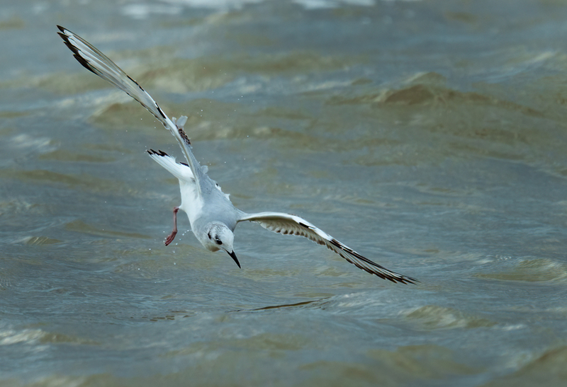Bonapartes Gull 2308.jpg