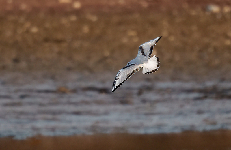 Bonapartes Gull 2501.jpg :: Bonaparte's Gull (Chroicocephalus philadelphia) Codorus State Park, Pennsylvania