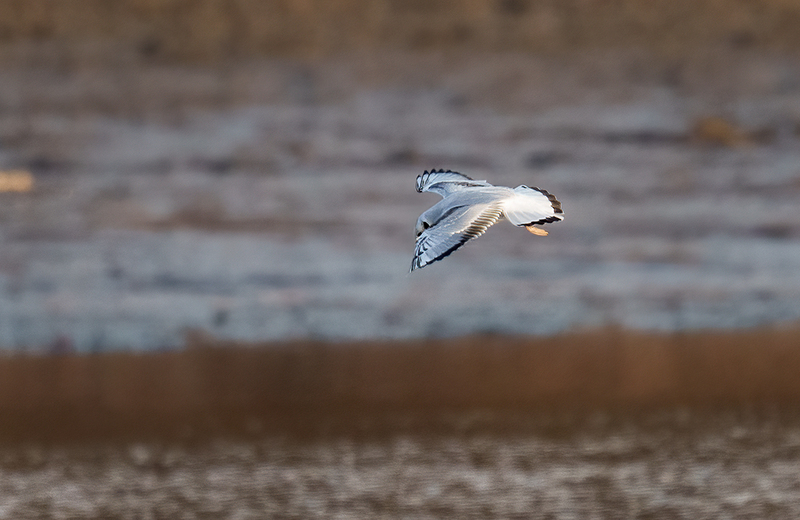 Bonapartes Gull 2502.jpg :: Bonaparte's Gull (Chroicocephalus philadelphia) Codorus State Park, Pennsylvania