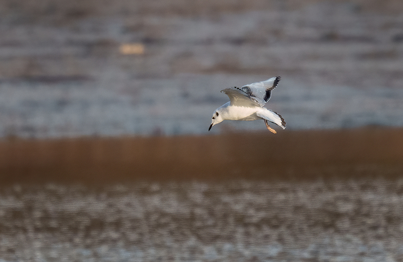 Bonapartes Gull 2503.jpg :: Bonaparte's Gull (Chroicocephalus philadelphia) Codorus State Park, Pennsylvania