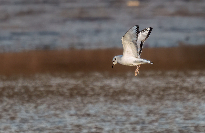 Bonapartes Gull 2504.jpg :: Bonaparte's Gull (Chroicocephalus philadelphia) Codorus State Park, Pennsylvania