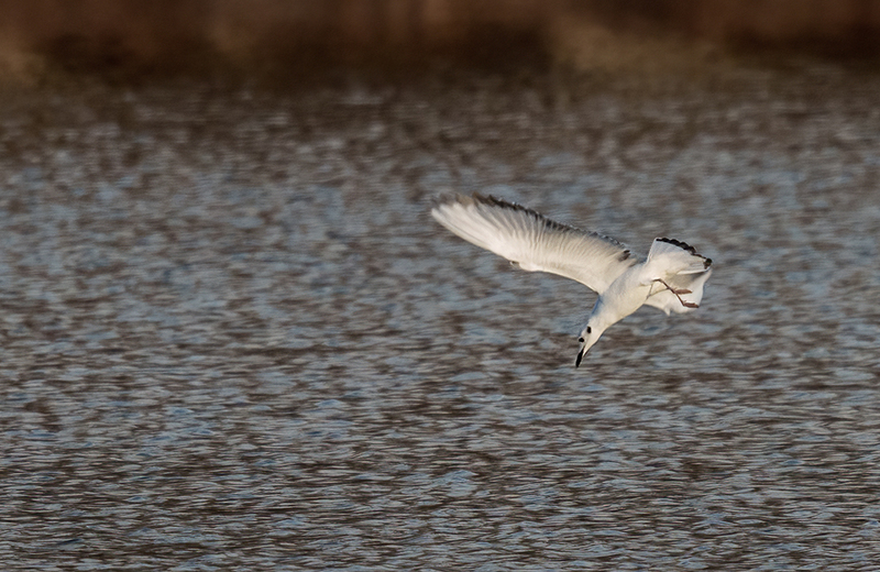 Bonapartes Gull 2505.jpg :: Bonaparte's Gull (Chroicocephalus philadelphia) Codorus State Park, Pennsylvania