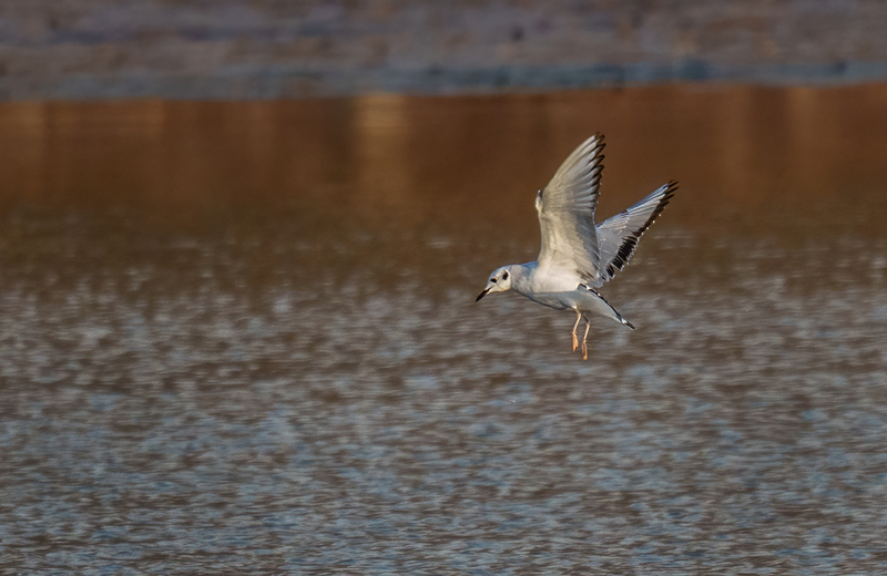 Bonapartes Gull 2506.jpg :: Bonaparte's Gull (Chroicocephalus philadelphia) Codorus State Park, Pennsylvania