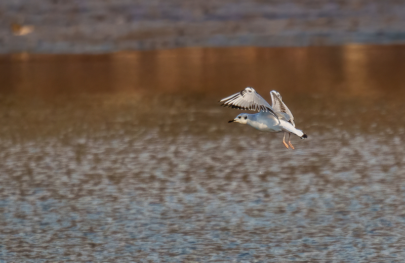 Bonapartes Gull 2507.jpg :: Bonaparte's Gull (Chroicocephalus philadelphia) Codorus State Park, Pennsylvania