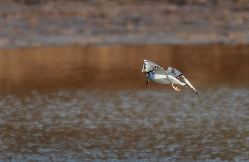 Bonapartes Gull 2512.jpg :: Bonaparte's Gull (Chroicocephalus philadelphia) Codorus State Park, Pennsylvania