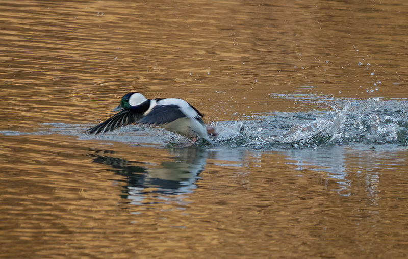 Bufflehead Drake 2240(1).jpg :: Bufflehead Drake  (Bucephala albeola) Long Arm Dam Reservoir, York County, Pennsylvania