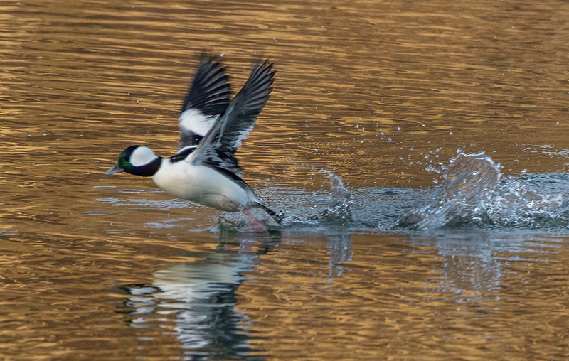 Bufflehead Drake 2241(1).jpg :: Bufflehead Drake  (Bucephala albeola) Long Arm Dam Reservoir, York County, Pennsylvania