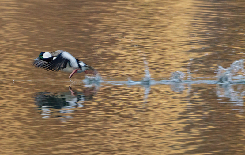 Bufflehead Drake 2242(1).jpg :: Bufflehead Drake  (Bucephala albeola) Long Arm Dam Reservoir, York County, Pennsylvania