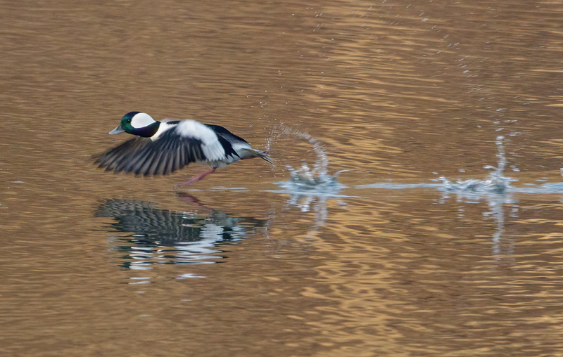 Bufflehead Drake 2243(1).jpg :: Bufflehead Drake  (Bucephala albeola) Long Arm Dam Reservoir, York County, Pennsylvania