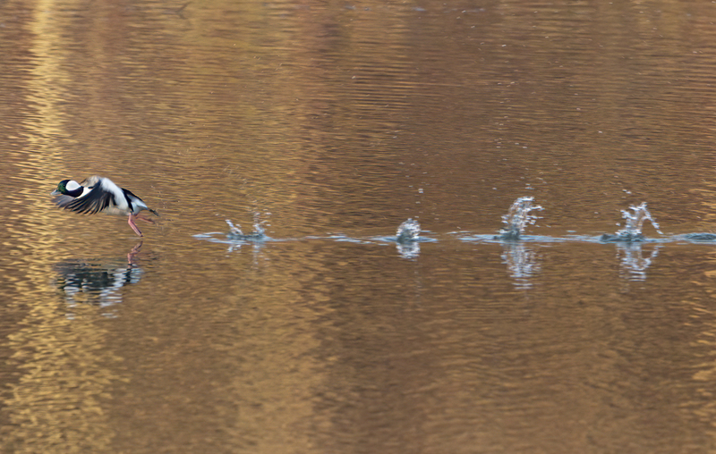 Bufflehead Drake 2244(1).jpg :: Bufflehead Drake  (Bucephala albeola) Long Arm Dam Reservoir, York County, Pennsylvania