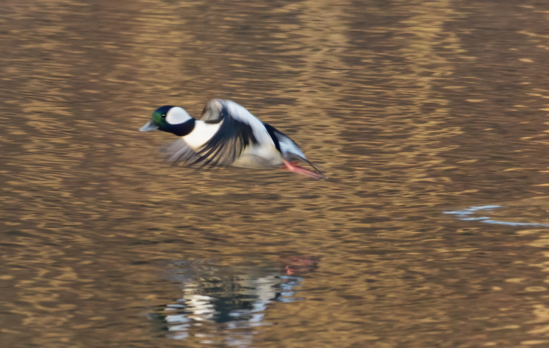 Bufflehead Drake 2245(1).jpg :: Bufflehead Drake  (Bucephala albeola) Long Arm Dam Reservoir, York County, Pennsylvania