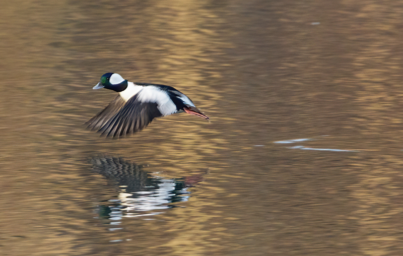 Bufflehead Drake 2246(1).jpg :: Bufflehead Drake  (Bucephala albeola) Long Arm Dam Reservoir, York County, Pennsylvania