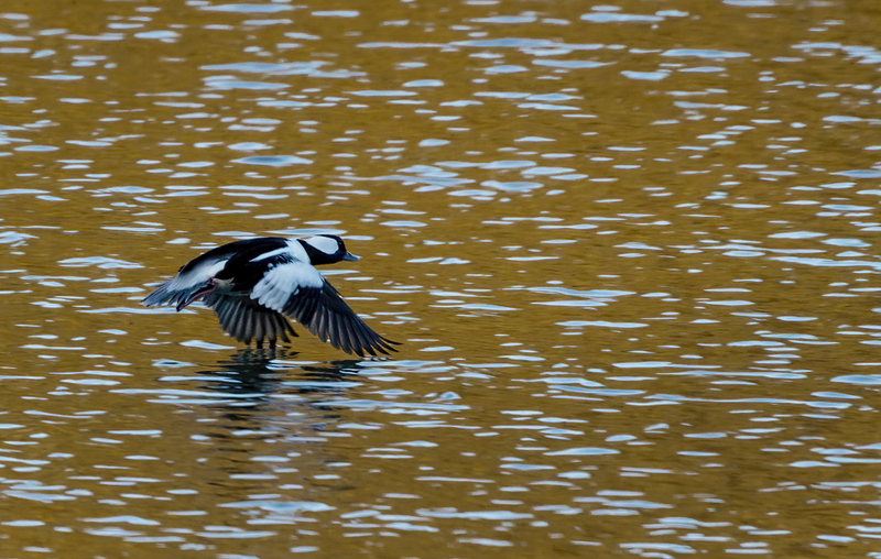 Bufflehead Drake 2247(1).jpg :: Bufflehead Drake  (Bucephala albeola) Long Arm Dam Reservoir, York County, Pennsylvania