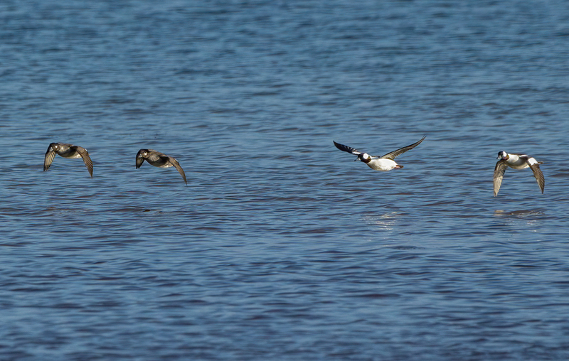 Bufflehead Ducks 2220(1).jpg :: Bufflehead Ducks  (Bucephala albeola) Long Arm Dam Reservoir, York County, Pennsylvania