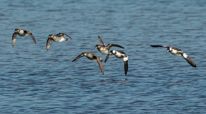 Bufflehead Ducks 2220.jpg :: Bufflehead (Bucephala albeola) Long Arm Reservoir, York County, Pennsylvania