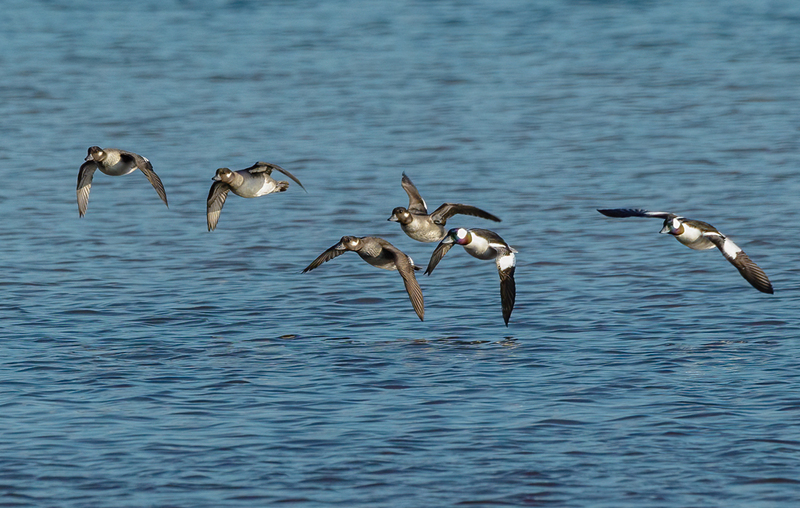 Bufflehead Ducks 2221(1).jpg :: Bufflehead Ducks  (Bucephala albeola) Long Arm Dam Reservoir, York County, Pennsylvania