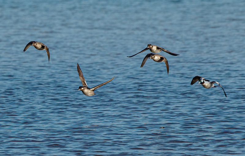 Bufflehead Ducks 2222.jpg :: Bufflehead Ducks  (Bucephala albeola) Long Arm Dam Reservoir, York County, Pennsylvania