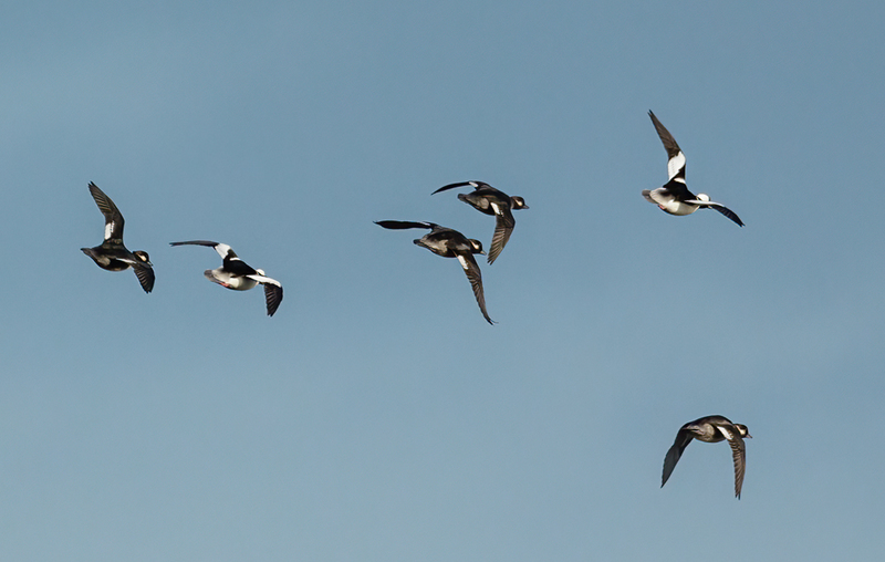 Bufflehead Ducks 2224(1).jpg :: Bufflehead Ducks  (Bucephala albeola) Long Arm Dam Reservoir, York County, Pennsylvania