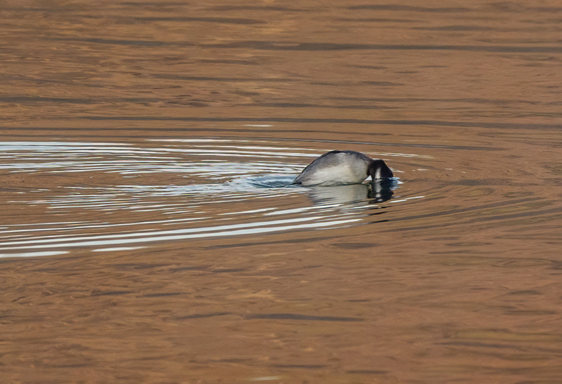 Bufflehead Hen 2210.jpg :: Bufflehead Hen  (Bucephala albeola) Long Arm Dam Reservoir, York County, Pennsylvania