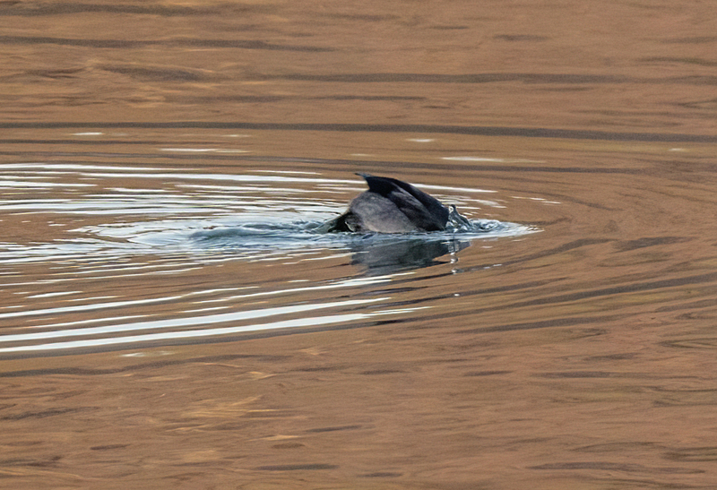 Bufflehead Hen 2211.jpg :: Bufflehead Hen  (Bucephala albeola) Long Arm Dam Reservoir, York County, Pennsylvania