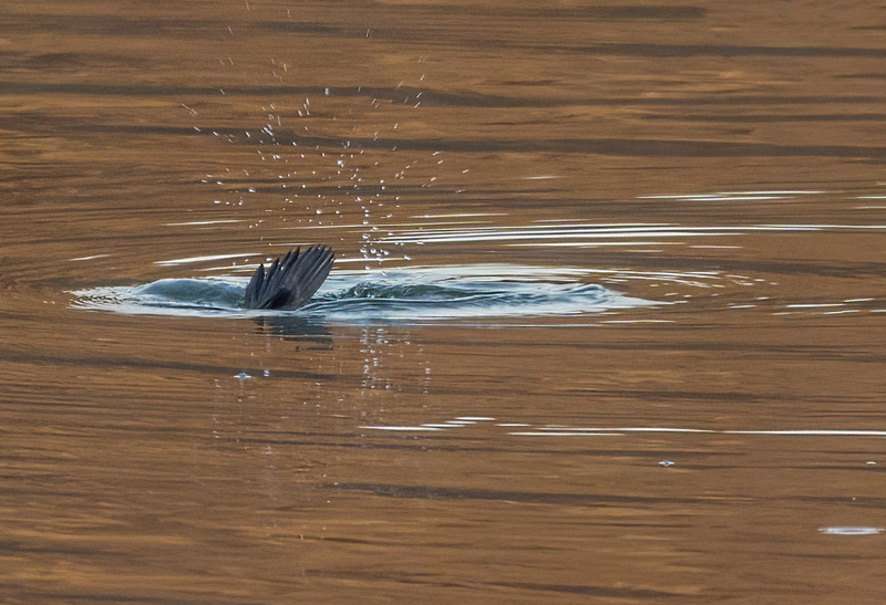 Bufflehead Hen 2212(1).jpg :: Bufflehead Hen  (Bucephala albeola) Long Arm Dam Reservoir, York County, Pennsylvania