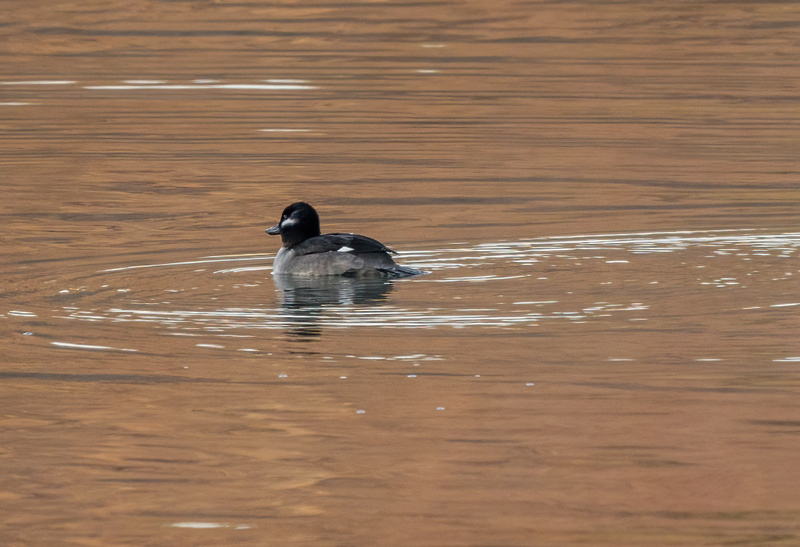 Bufflehead Hen 2213.jpg :: Bufflehead Hen  (Bucephala albeola) Long Arm Dam Reservoir, York County, Pennsylvania