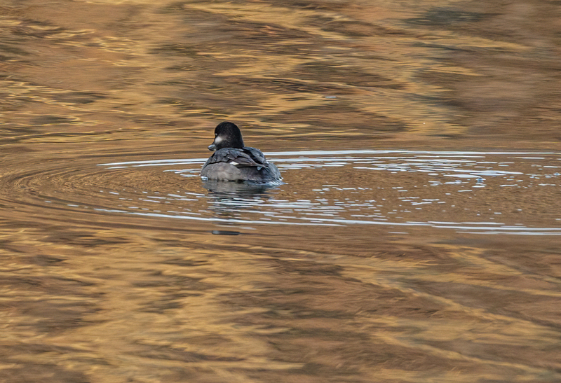 Bufflehead Hen 2214(1).jpg :: Bufflehead Hen  (Bucephala albeola) Long Arm Dam Reservoir, York County, Pennsylvania