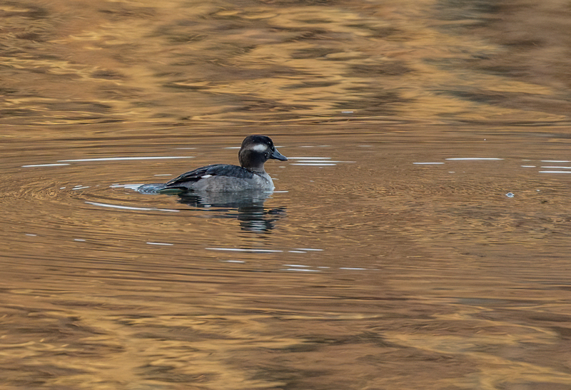 Bufflehead Hen 2215(1).jpg :: Bufflehead Hen  (Bucephala albeola) Long Arm Dam Reservoir, York County, Pennsylvania