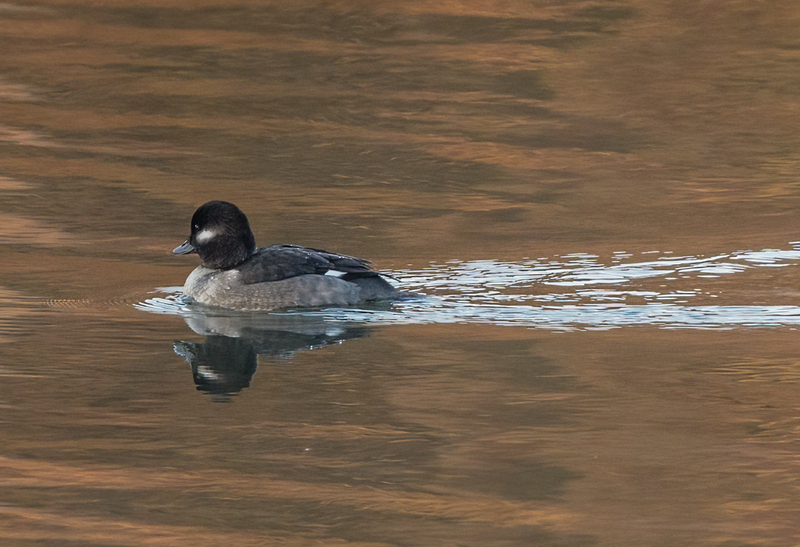 Bufflehead Hen 2216(1).jpg :: Bufflehead Hen  (Bucephala albeola) Long Arm Dam Reservoir, York County, Pennsylvania