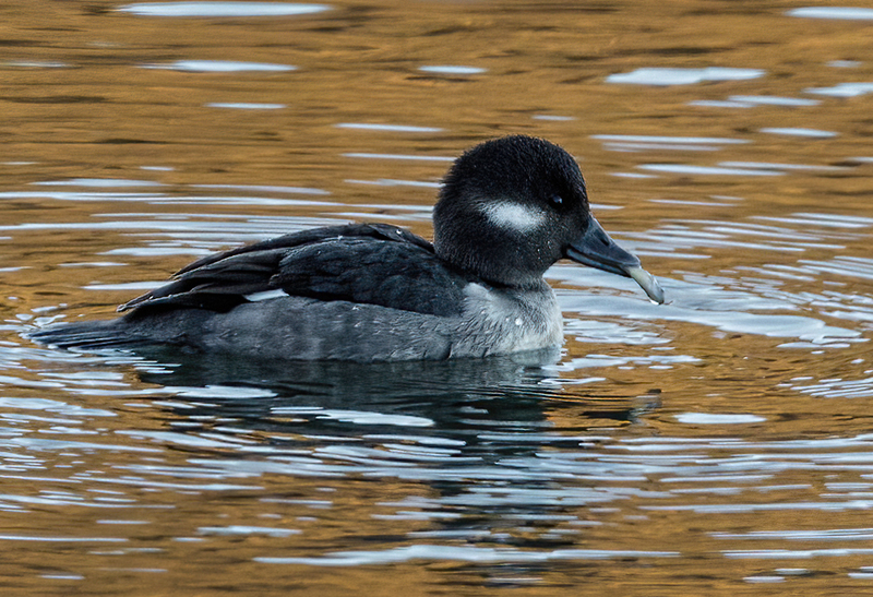 Bufflehead Hen 2219.jpg :: Bufflehead Hen  (Bucephala albeola) Long Arm Dam Reservoir, York County, Pennsylvania