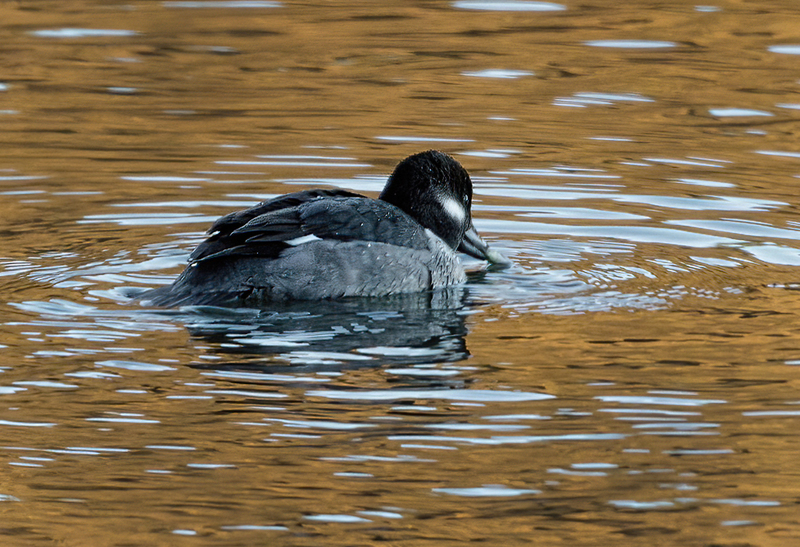 Bufflehead Hen 2220(1).jpg :: Bufflehead Hen  (Bucephala albeola) Long Arm Dam Reservoir, York County, Pennsylvania
