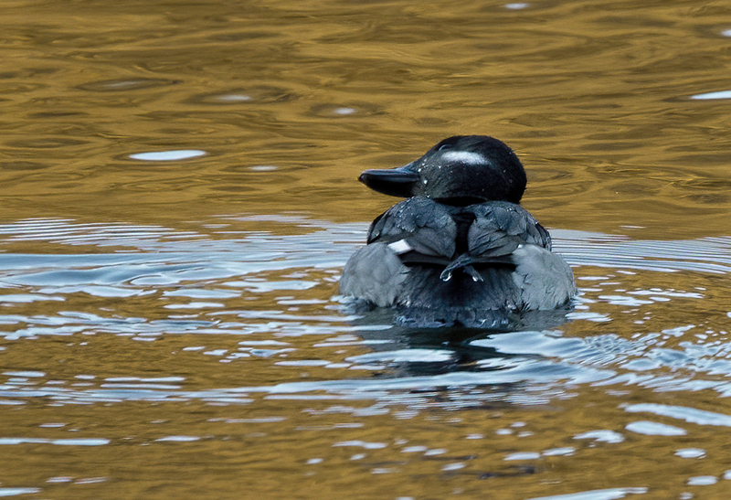 Bufflehead Hen 2221(1).jpg :: Bufflehead Hen  (Bucephala albeola) Long Arm Dam Reservoir, York County, Pennsylvania
