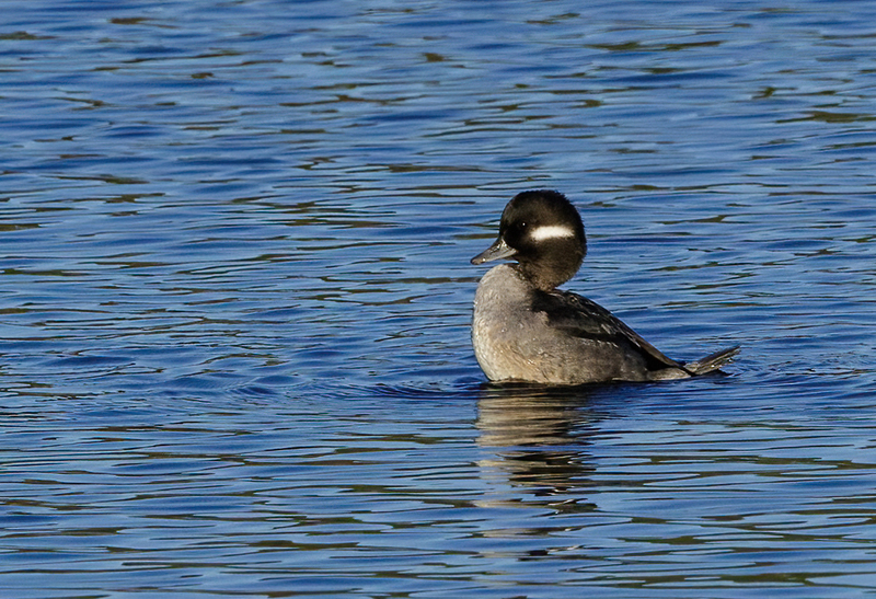 Bufflehead Hen 2222(1).jpg :: Bufflehead Hen  (Bucephala albeola) Long Arm Dam Reservoir, York County, Pennsylvania