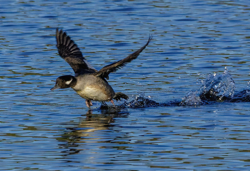 Bufflehead Hen 2223.jpg :: Bufflehead Hen  (Bucephala albeola) Long Arm Dam Reservoir, York County, Pennsylvania
