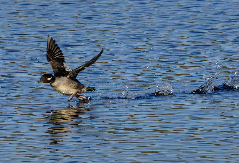 Bufflehead Hen 2225(1).jpg :: Bufflehead Hen  (Bucephala albeola) Long Arm Dam Reservoir, York County, Pennsylvania
