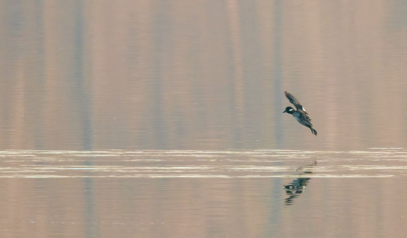 Bufflehead Hen 2302.jpg :: Bufflehead Hen  (Bucephala albeola) Long Arm Dam Reservoir, York County, Pennsylvania