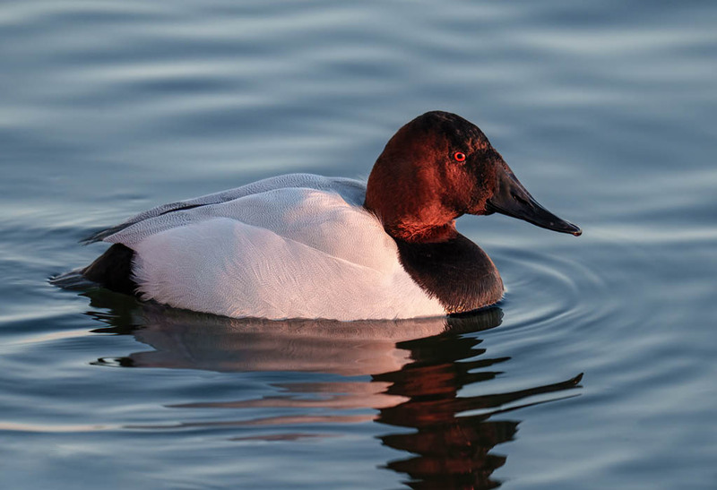 Canvasback - Drake 2301(1).jpg :: Canvasback (Aythya valisineria) Choptank River, Cambridge, Dorchester County, Maryland