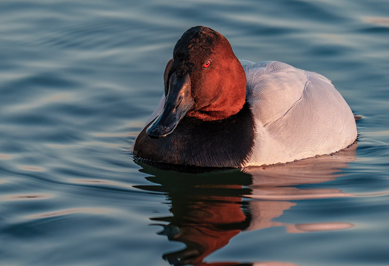 Canvasback - Drake 2302(1).jpg :: Canvasback (Aythya valisineria) Choptank River, Cambridge, Dorchester County, Maryland
