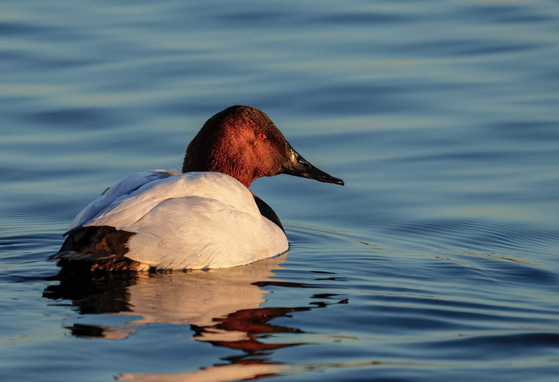 Canvasback - Drake 2303(1).jpg :: Canvasback (Aythya valisineria) Choptank River, Cambridge, Dorchester County, Maryland