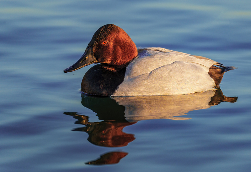 Canvasback - Drake 2304(1).jpg :: Canvasback (Aythya valisineria) Choptank River, Cambridge, Dorchester County, Maryland