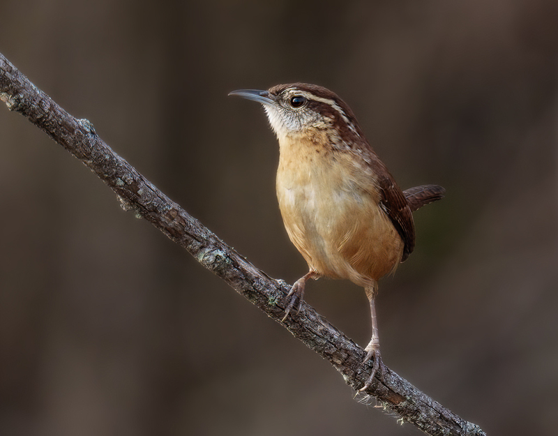 Carolina Wren 2301.jpg :: Carolina Wren (Thryothorus ludovicianus)  Trinity River Island Recreation Area, Chambers County, Texas