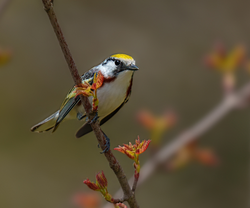 Chesnut-sided Warbler 2301.jpg